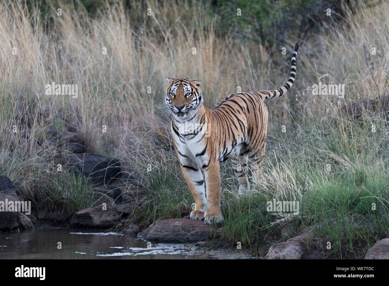 L'Afrique du Sud, une réserve privée, Asiatique (Bengale) tigre (Panthera tigris tigris) yadult,dans un marais, de boire Banque D'Images