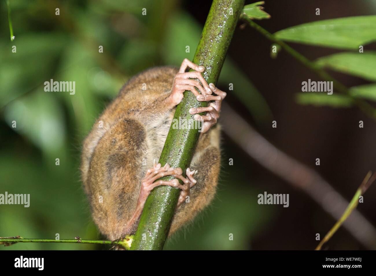 L'Indonésie, les Célèbes, Sulawesi, Parc National de Tangkoko, Spectral tarsier (Tarsius spectrum, également appelé tarsier Tarsius) Banque D'Images