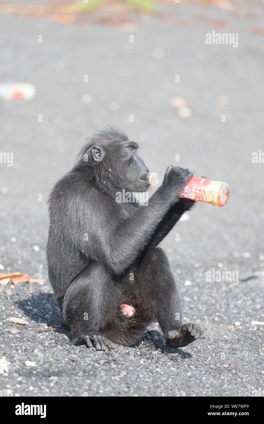 L'Indonésie, les Célèbes, Sulawesi, Parc National de Tangkoko, macaque à crête à crête de Célèbes ou noir, macaque macaque à crête de Sulawesi, ou le singe noir (Macaca nigra), sur la plage de sable noir avec une bouteille de soda Banque D'Images