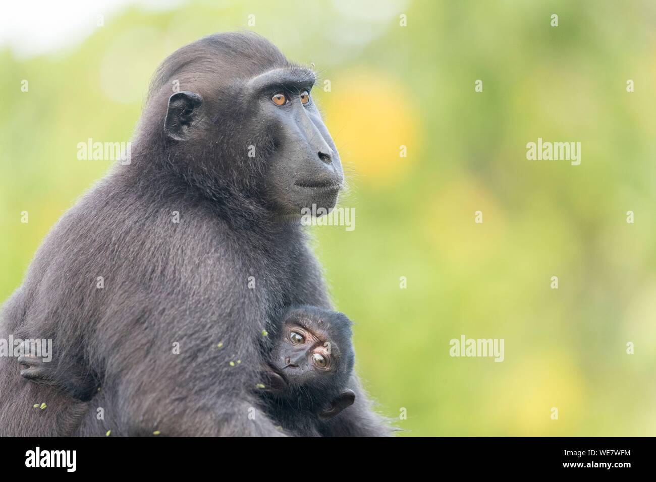 L'Indonésie, les Célèbes, Sulawesi, Parc National de Tangkoko, macaque à crête à crête de Célèbes ou noir, macaque macaque à crête de Sulawesi, ou le singe noir (Macaca nigra), la mère et l'enfant Banque D'Images