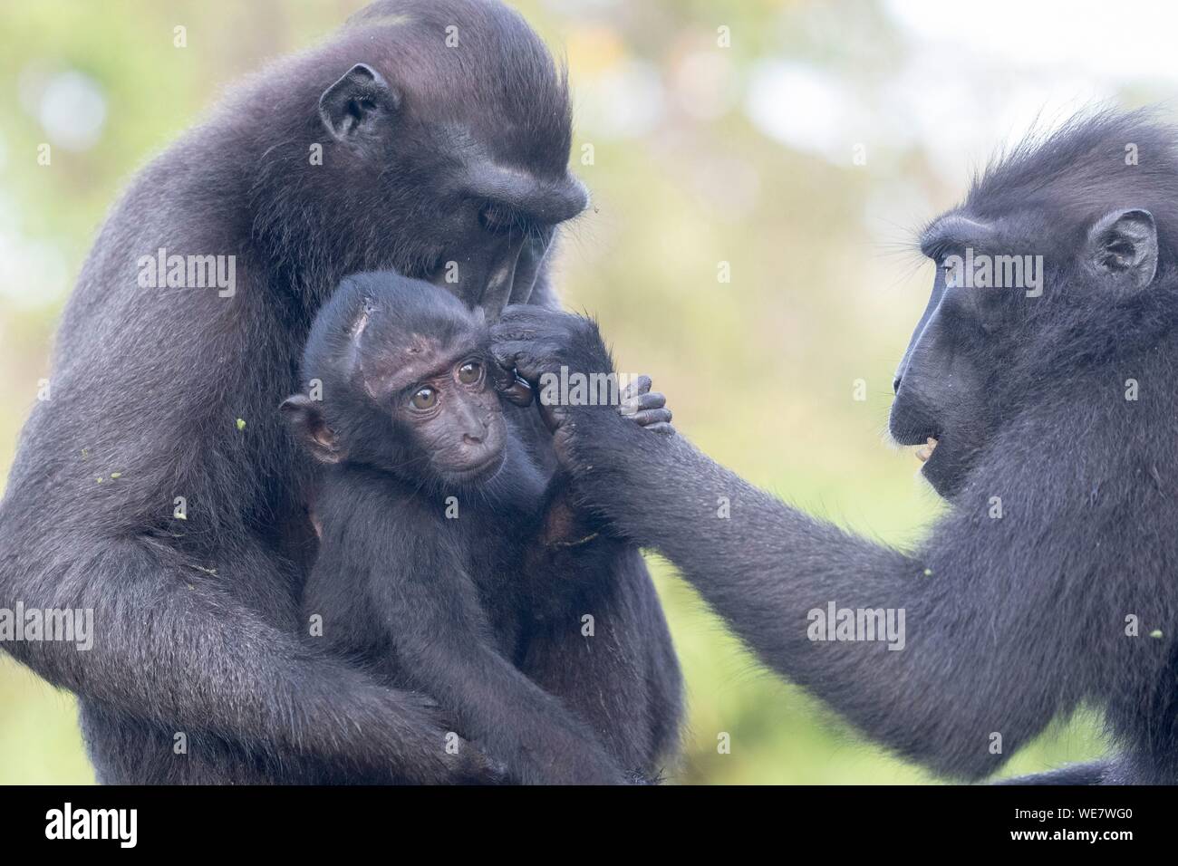 L'Indonésie, les Célèbes, Sulawesi, Parc National de Tangkoko, macaque à crête à crête de Célèbes ou noir, macaque macaque à crête de Sulawesi, ou le singe noir (Macaca nigra), la mère et l'enfant Banque D'Images