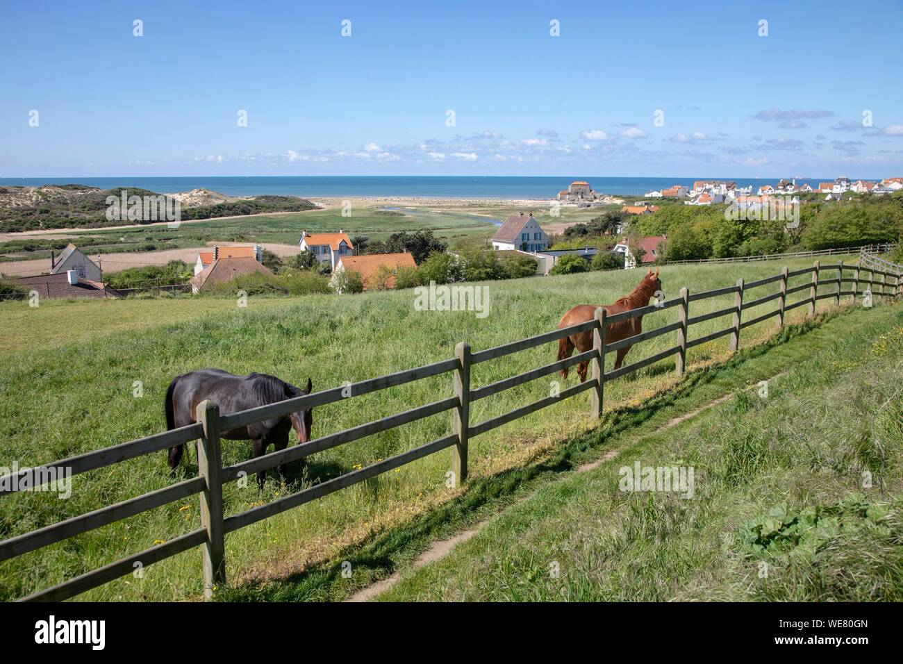 La France, Pas de Calais, Wimereux, des chevaux dans un pré Banque D'Images