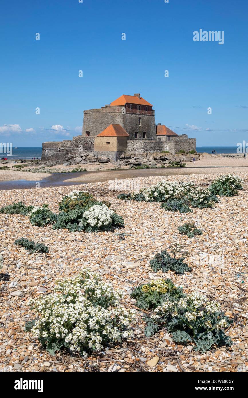 La France, Pas de Calais, Wimereux, Fort Mahon, fort conçue par Vauban et l'embouchure de la Slack, le concombre de mer en fleurs Banque D'Images