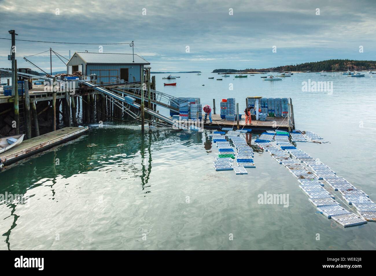 United States, Maine, Stonington Stonington, Port, homards frais de chargement Banque D'Images