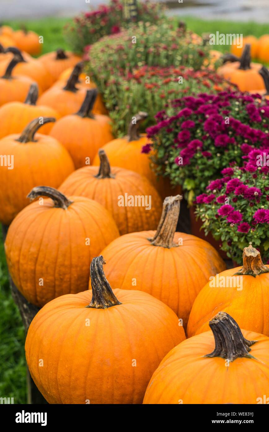 Etats-unis (Maine), puits, citrouilles d'automne Banque D'Images