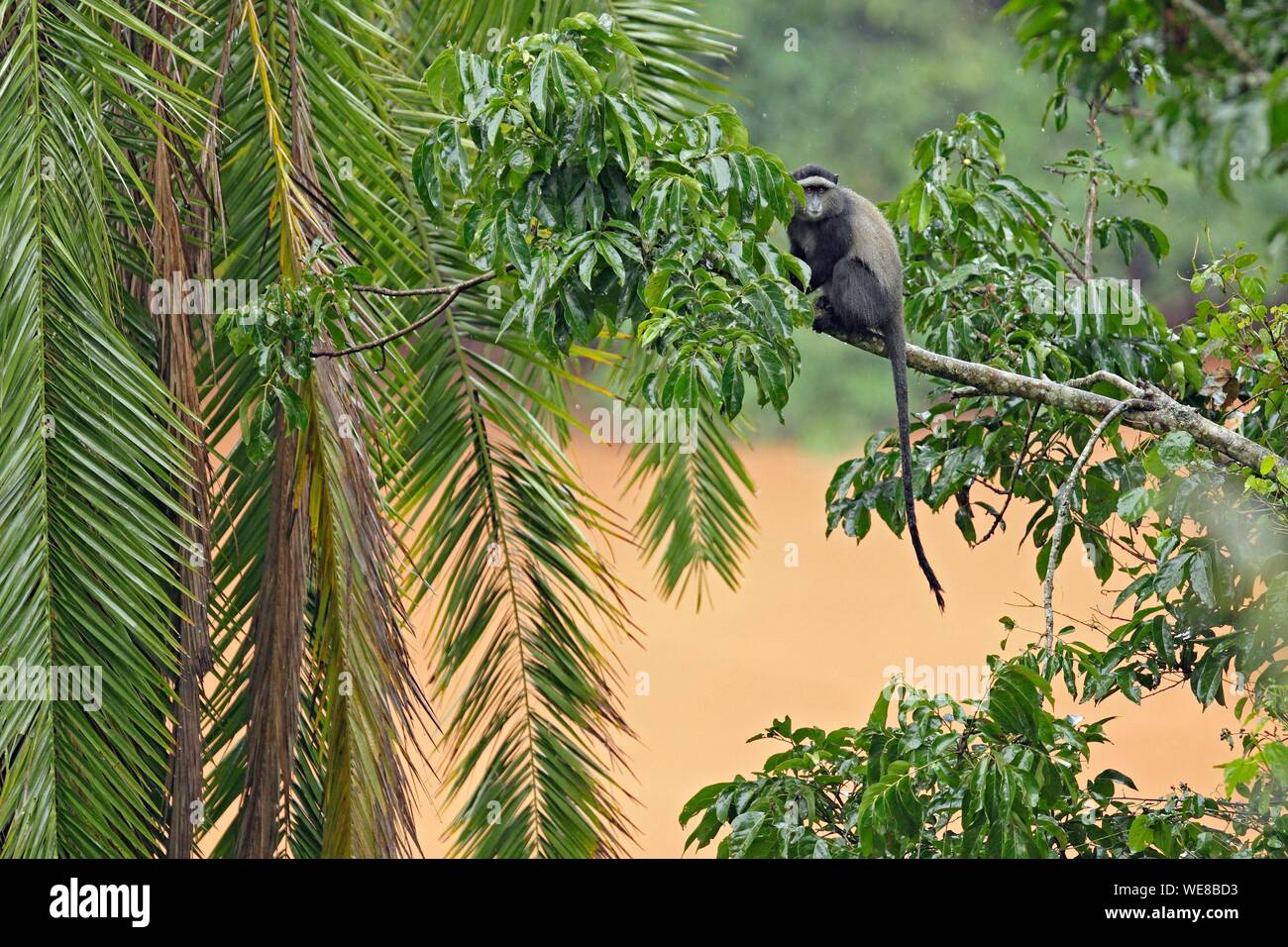 Au Burundi, le Parc National de Ruvubu, Diademed monkey (Cercopithecus mitis) Banque D'Images