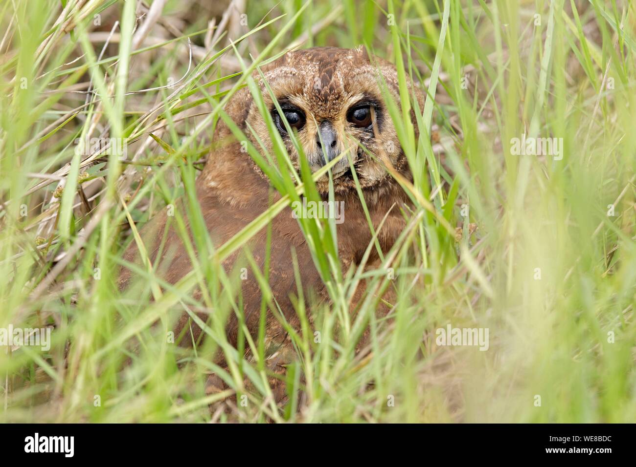 Au Burundi, le Parc National de Rusizi (Asio capensis), Banque D'Images