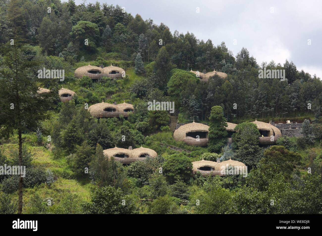 Le parc national des volcans, Rwanda, villas au toit de chaume de Bisote lodge de l'hôtel Wildreness Safaris, groupe sortant d'une colline couverte de végétation Banque D'Images