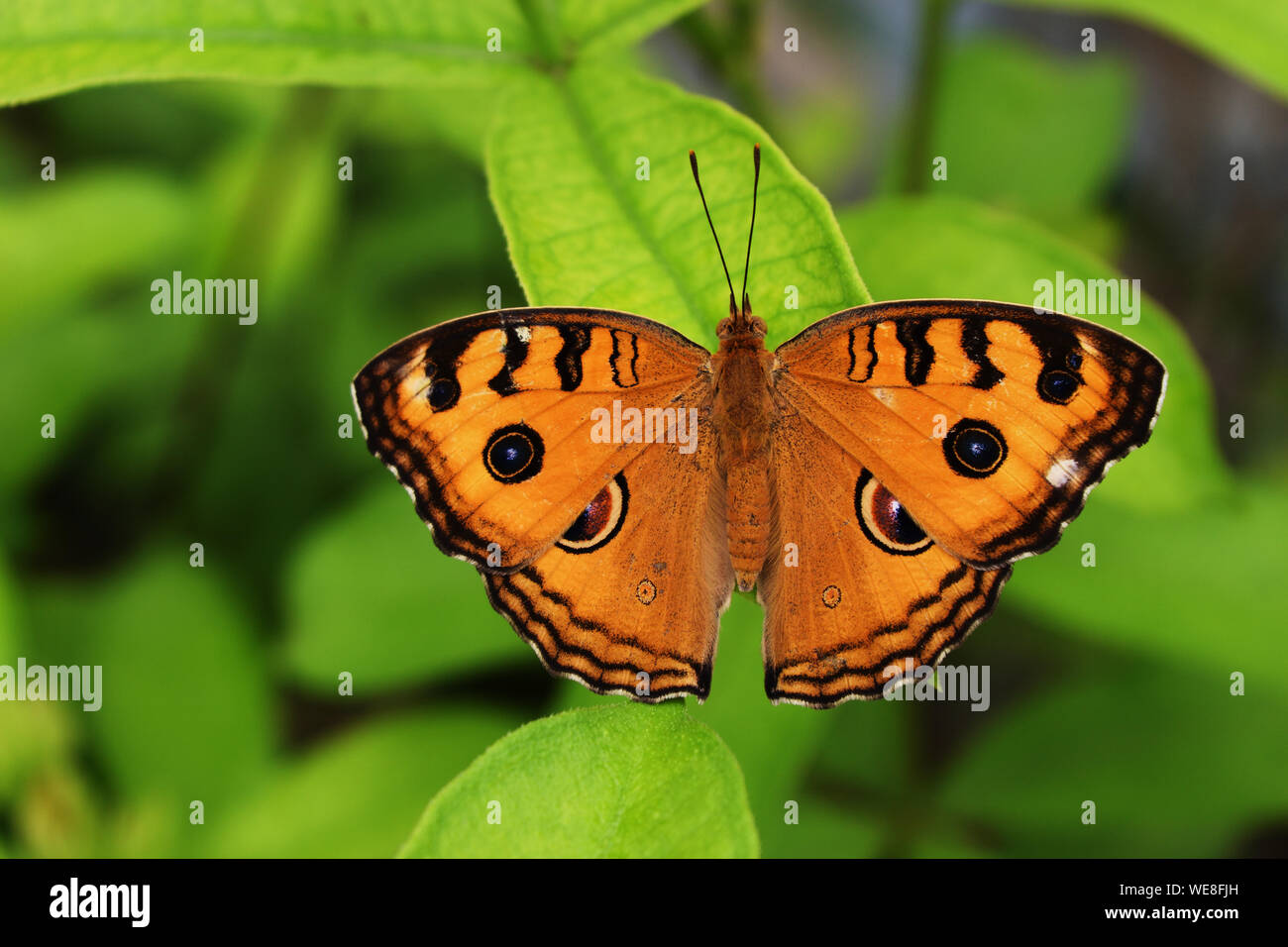 Le paon Pansy (Junonia almana) papillon sur feuille avec fond vert naturel, modèle similaire pour les yeux sur l'aile d'insecte de couleur orange Banque D'Images