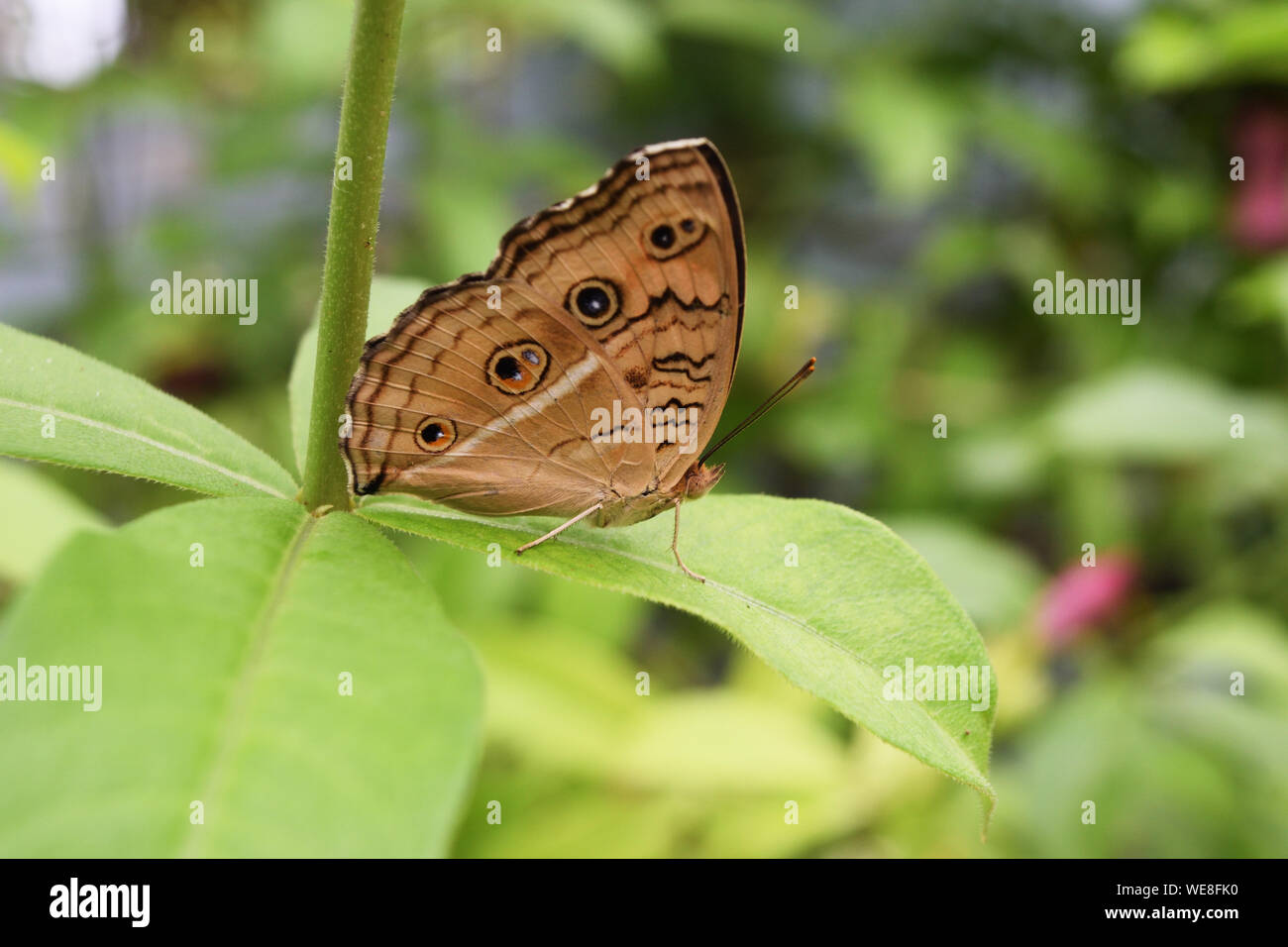 Le paon Pansy (Junonia almana) papillon sur feuille avec fond vert naturel, modèle similaire pour les yeux sur l'aile d'insecte de couleur orange Banque D'Images