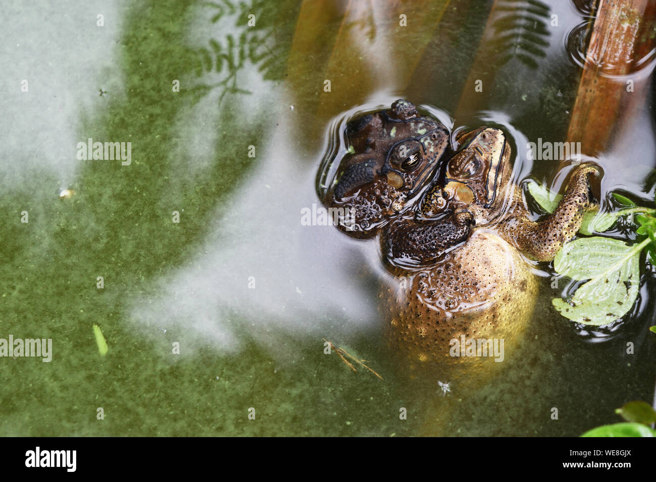 L'accouplement des grenouilles dans l'eau verte , amphibiens en Asie tropicale , créature locale en Thaïlande , le système de reproduction des animaux d'Asie , crapaud commun Banque D'Images