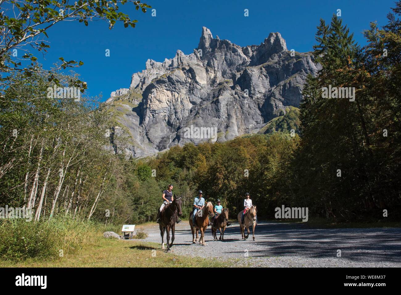 Cornes De Chamois Photos Cornes De Chamois Images Alamy