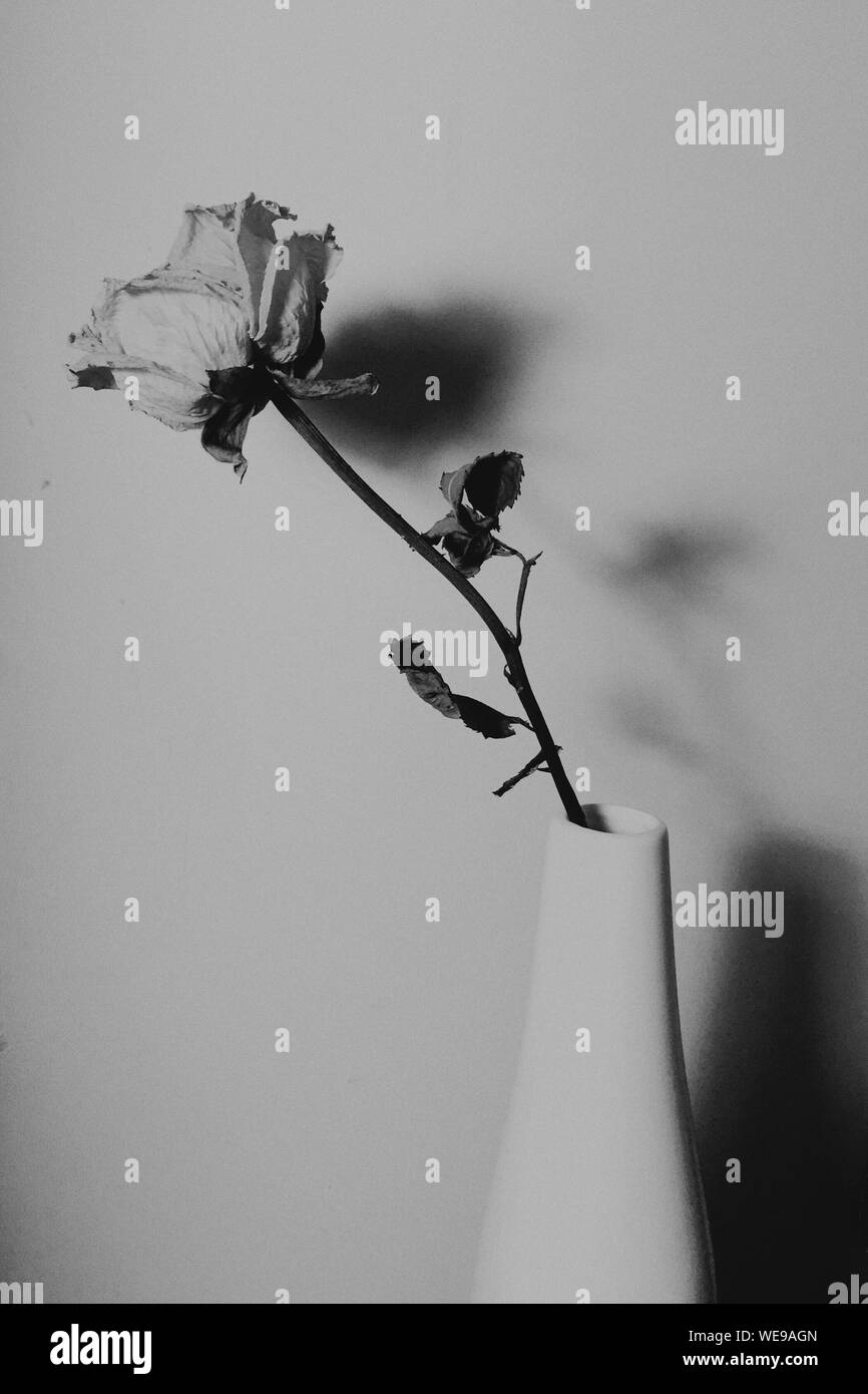 Fleur Fanee Banque D Images Noir Et Blanc Alamy
