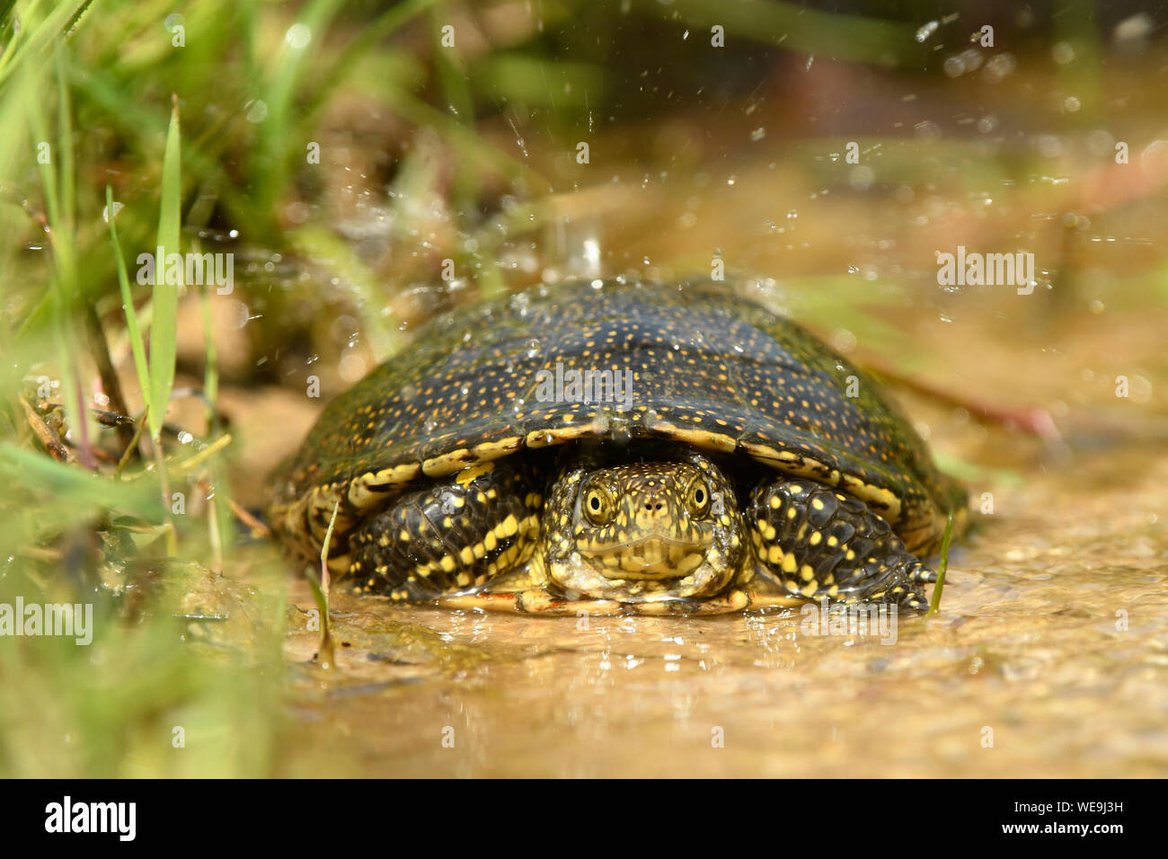 La tortue cistude (Emys orbicularis) reposant dans l'eau peu profonde, la Bulgarie, Avril Banque D'Images