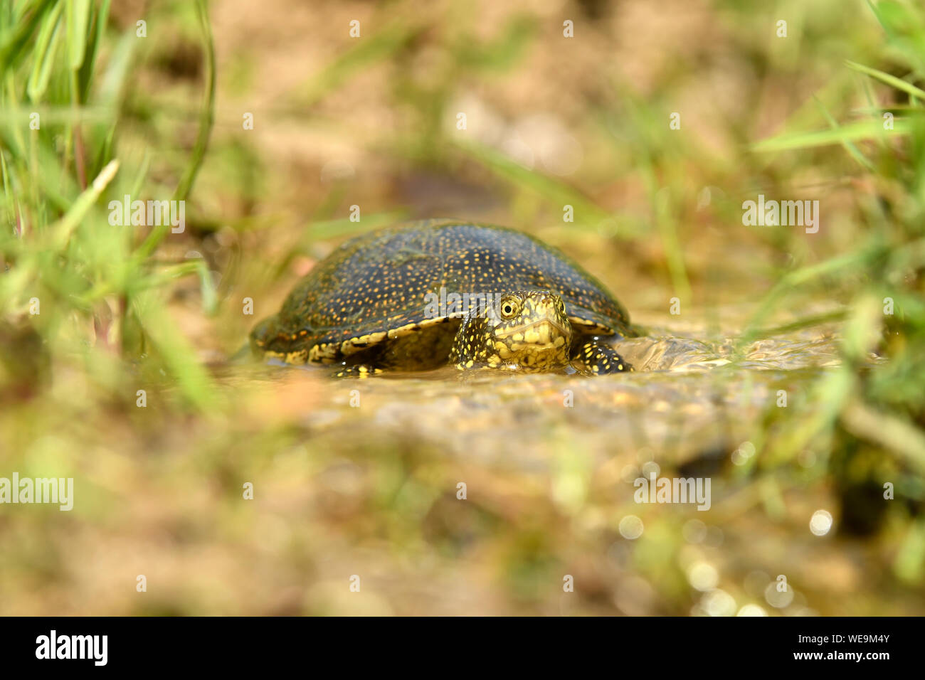 La tortue cistude (Emys orbicularis) reposant dans l'eau peu profonde, la Bulgarie, Avril Banque D'Images