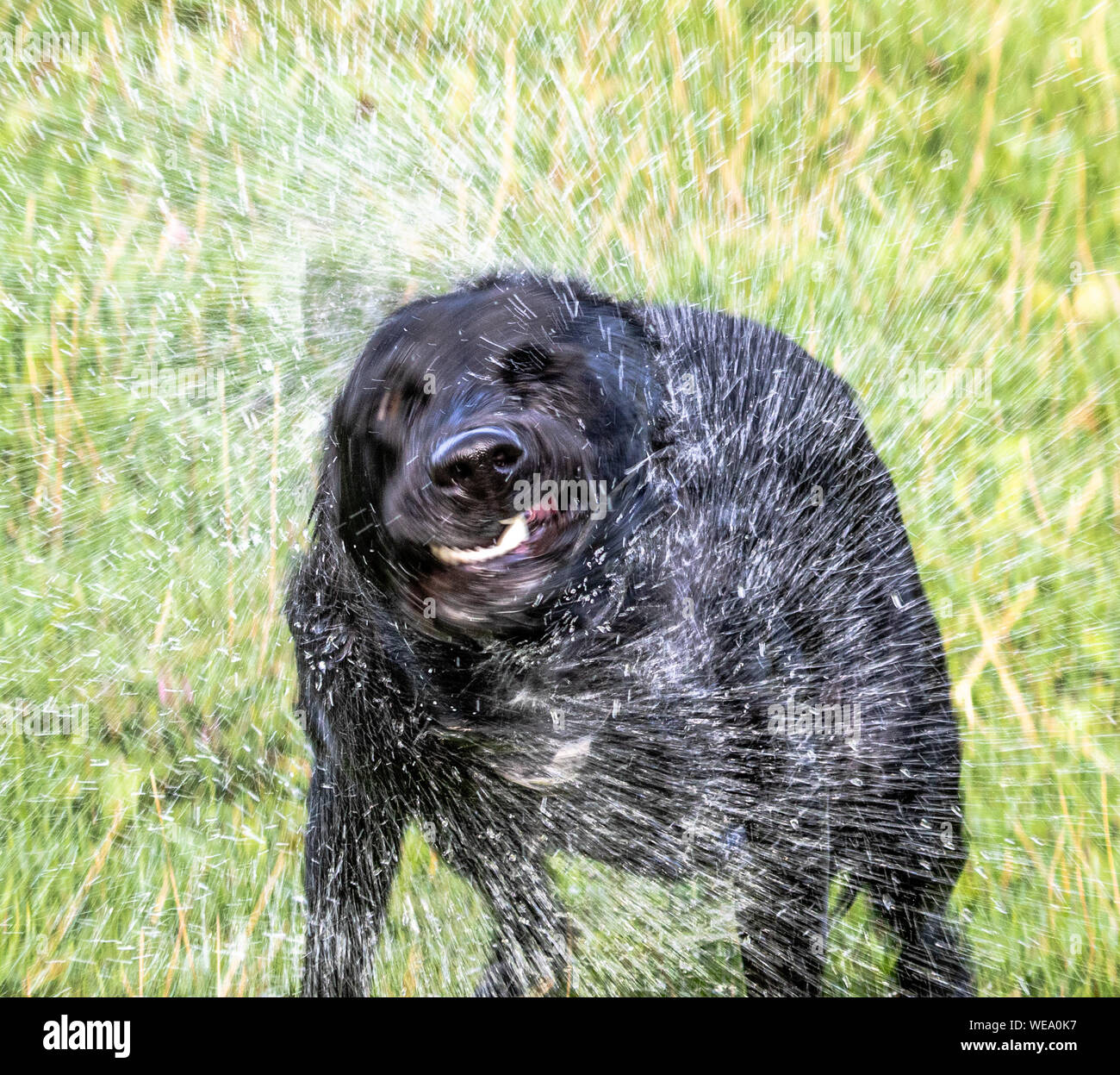 Un chien tourne et l'agite pour repousser l'eau. Banque D'Images