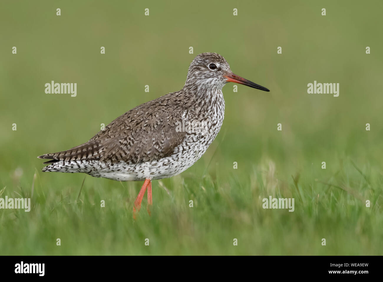 Chevalier Gambette Tringa totanus Rotschenkel ( / ), en adultes robe de reproduction, dans la verte prairie, détaillée, vue de côté, la faune, l'Europe. Banque D'Images