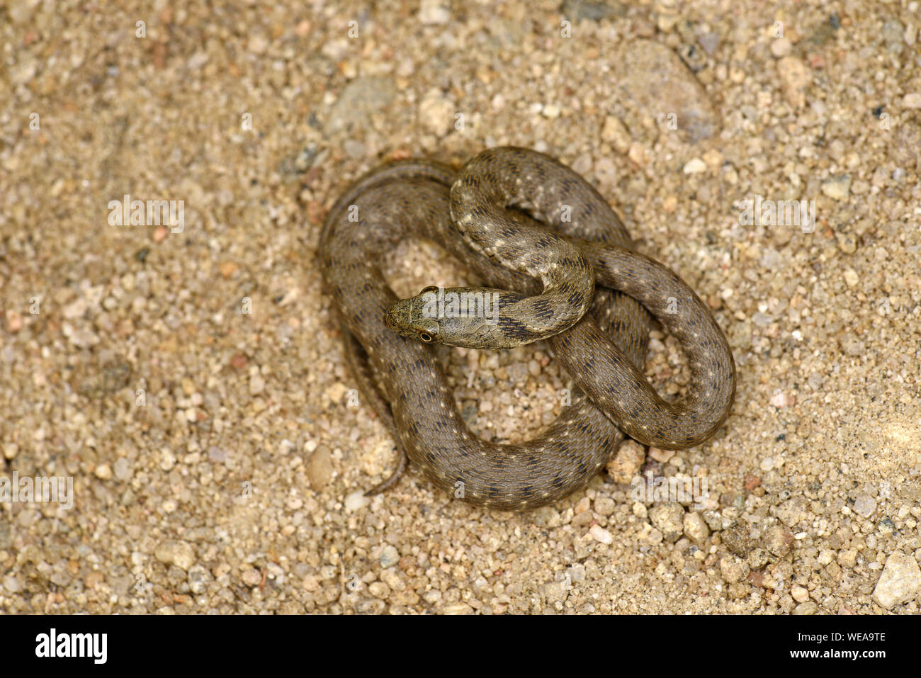 Snake (Natrix tessellata dés) reposant sur le sable, recroquevillé, Bulgarie, Avril Banque D'Images