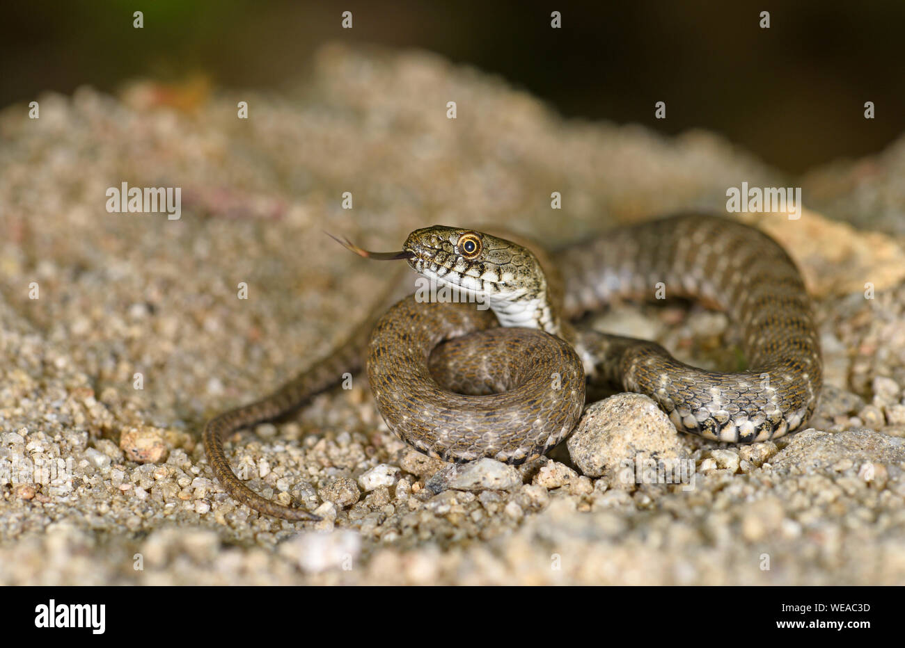 Yam's (Natrix tessellata) serpent enroulé avec langue étendu, Bulgarie, Avril Banque D'Images