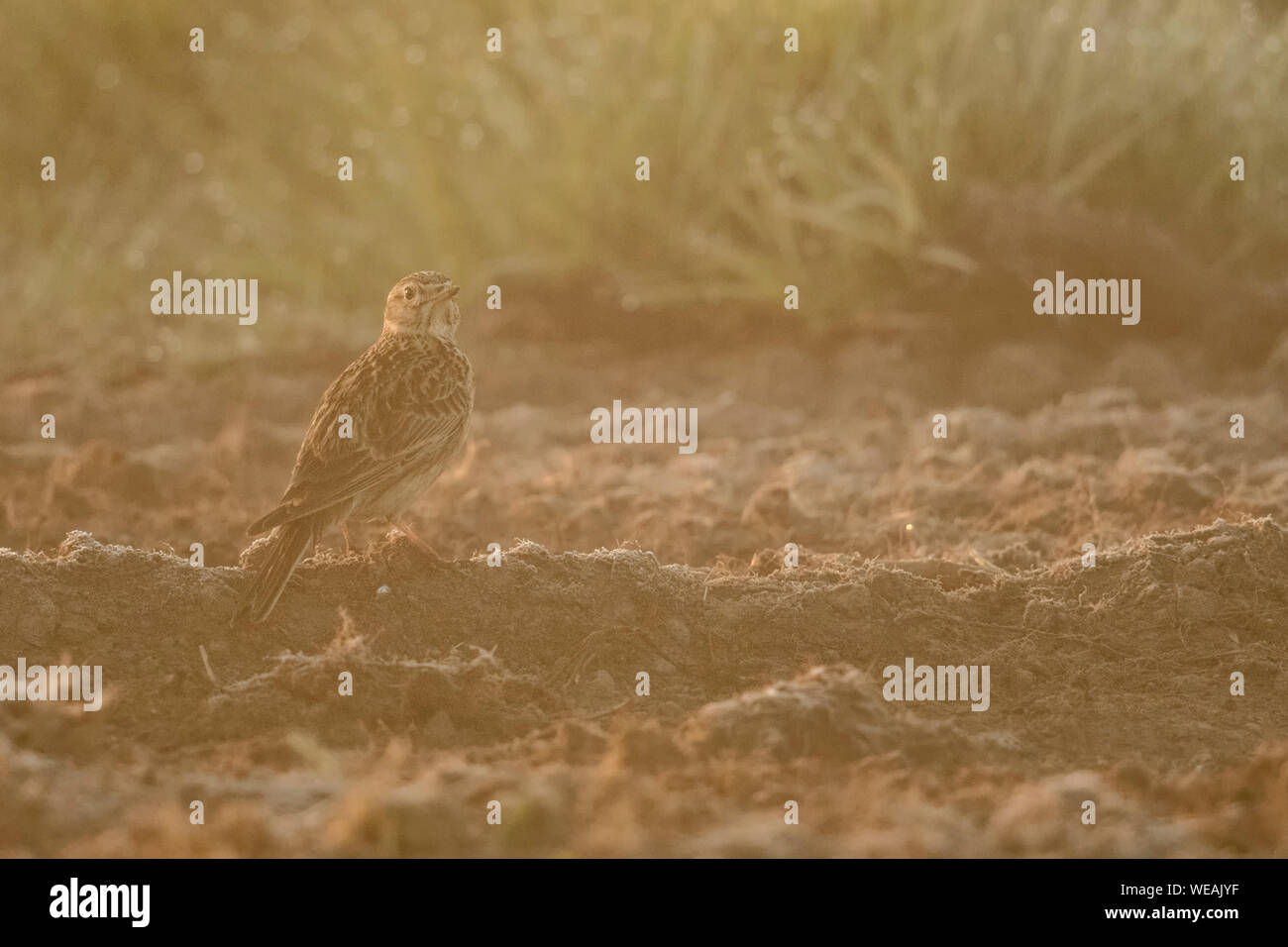 / Skylark Feldlerche ( Alauda arvensis ), des adultes au printemps, assis sur le sol, sur des terres agricoles, champ, contre-jour, vue arrière, tourner autour, de la faune, Banque D'Images