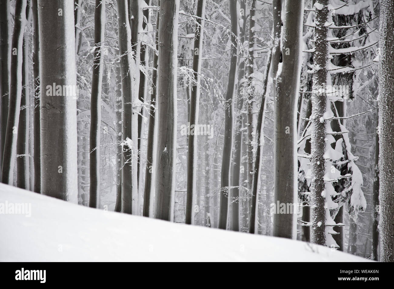 Forêt d'hiver avec des arbres couverts de neige en montagne Banque D'Images