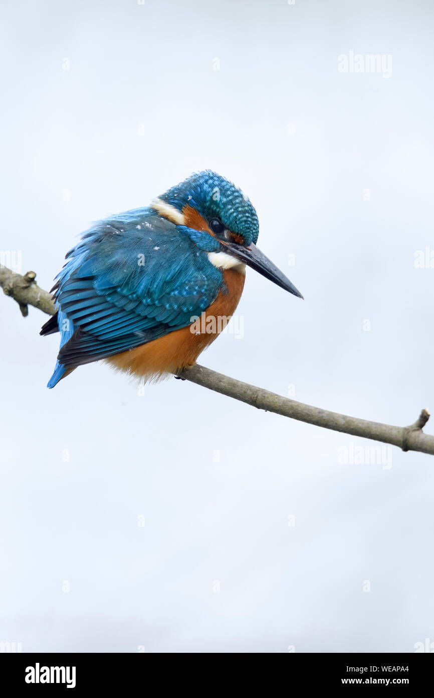 Kingfisher Alcedo atthis eurasien ( ), homme en hiver avec des flocons de neige sur ses plumes, perché sur une branche, chasse, regarder pour la proie, de la faune, Euro Banque D'Images