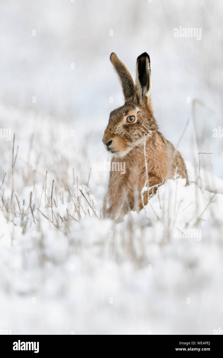 Lièvre brun / lièvre européen / Feldhase (Lepus europaeus ) en hiver, assis dans la neige, l'air drôle, la faune, l'Europe. Banque D'Images