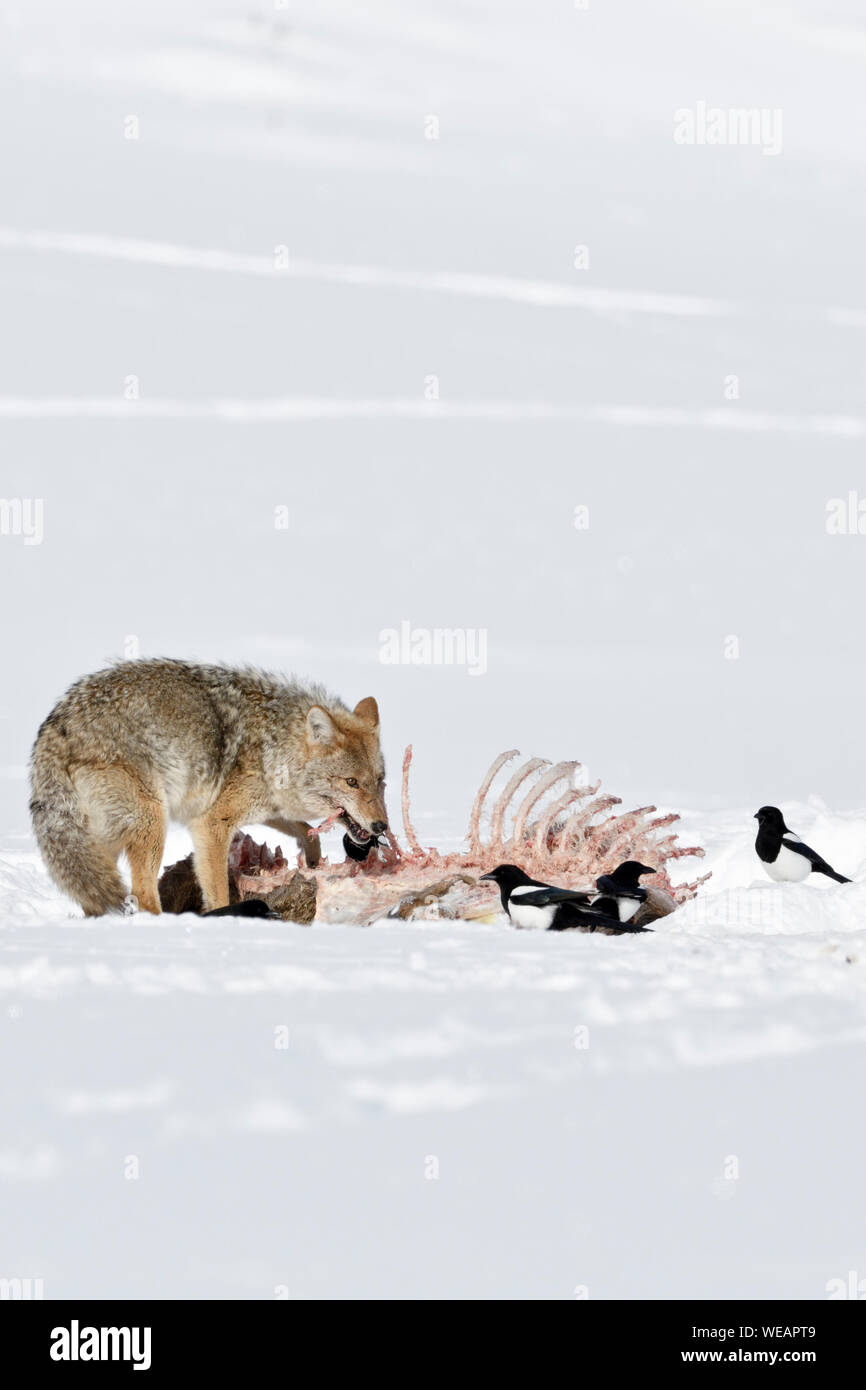 ( Kojote / Coyote Canis latrans ) en hiver, se nourrissant d'une carcasse, probablement un loup tuer, de concert avec les pies en haute neige, Parc National de Yellowstone Banque D'Images