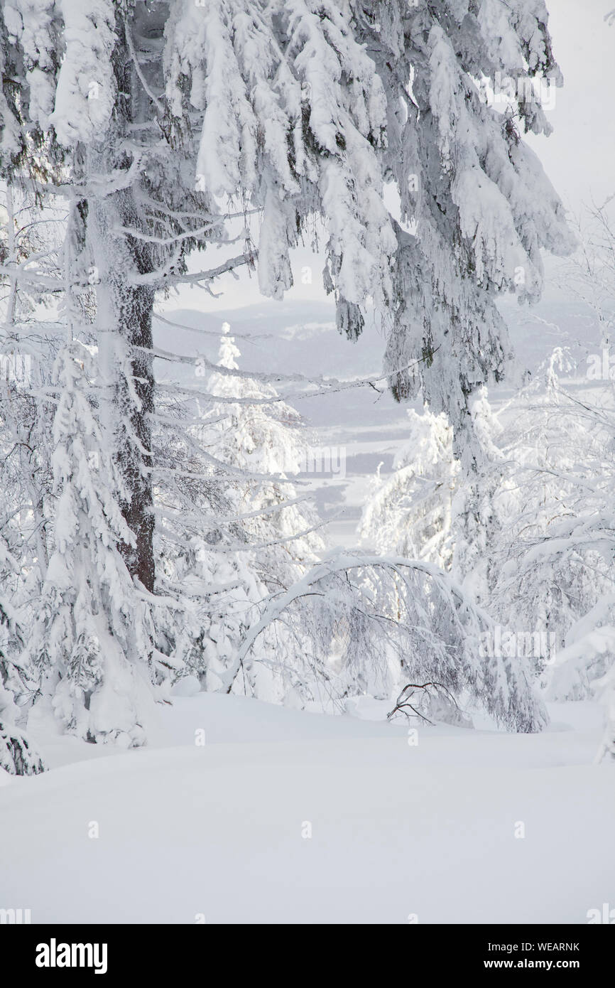 Beau paysage d'hiver avec des arbres couverts de neige Banque D'Images