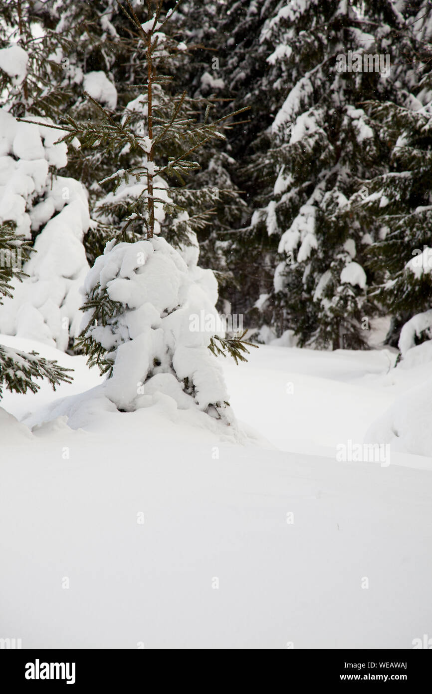 Scène d'hiver avec des arbres, de la neige Banque D'Images