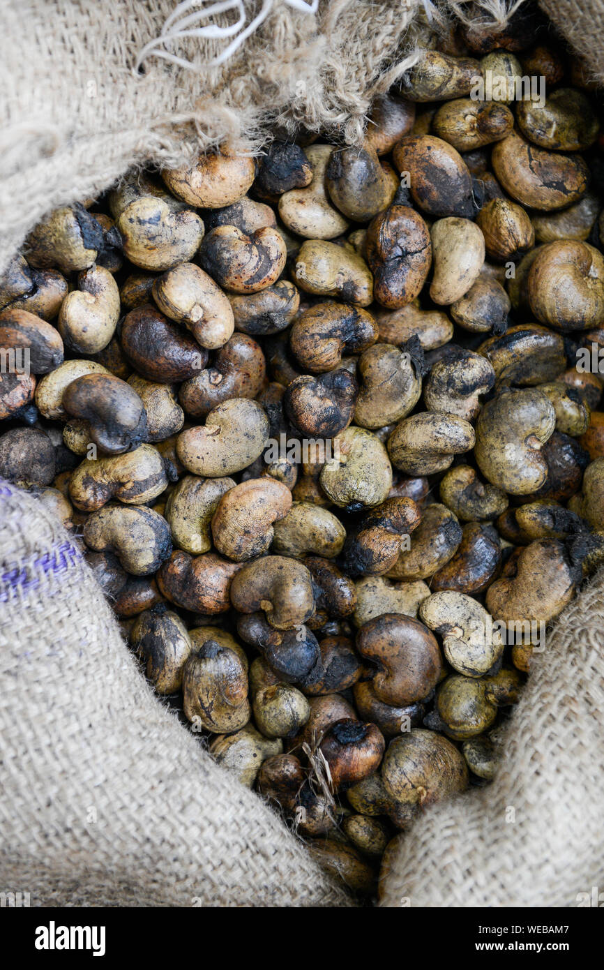 L'INDE, Karnataka, Moodbidri, usine de traitement de noix de cajou, les noix de cajou brutes importées d'Afrique sont transformés en vue de l'exportation , Noix de cajou brutes avec shell du Ghana Banque D'Images
