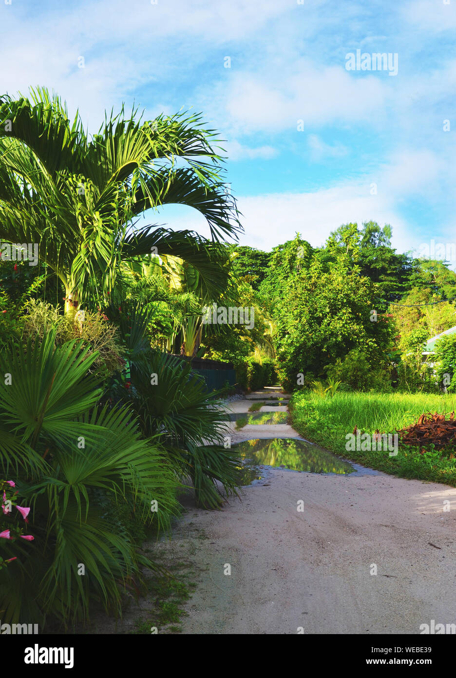 La Digue, Seychelles : d'énormes flaques d'eau après de fortes pluies sur route avec palmiers et végétation luxuriante Banque D'Images