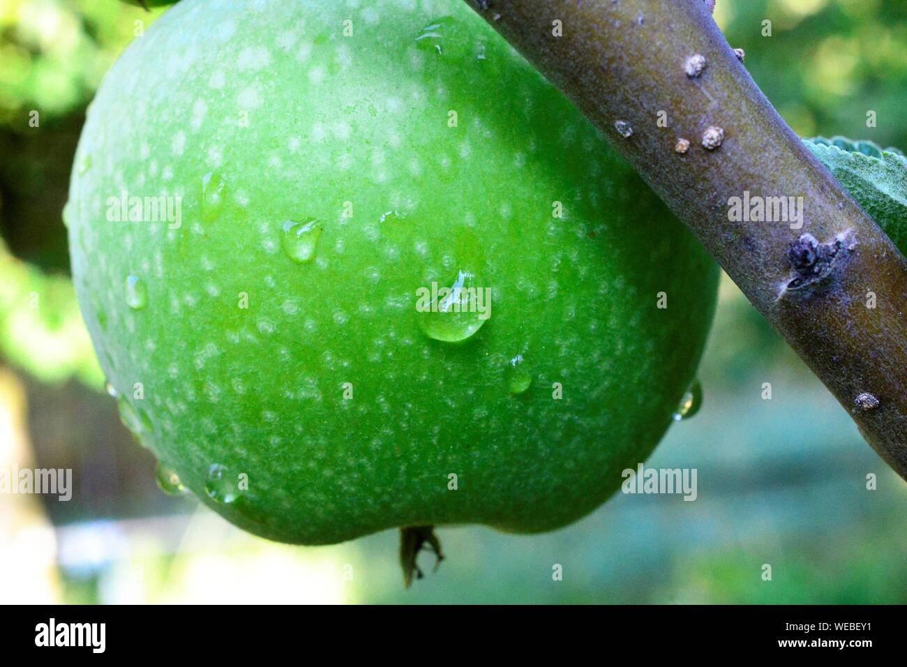 Goutte sur une Granny Smith apple dans un verger Banque D'Images