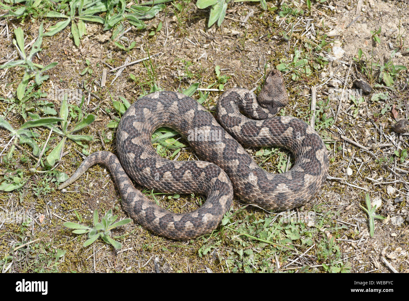 Vipère à cornes (Vipera ammodytes) recroquevillée sur le sol, vue de dessus, la Bulgarie, Avril Banque D'Images