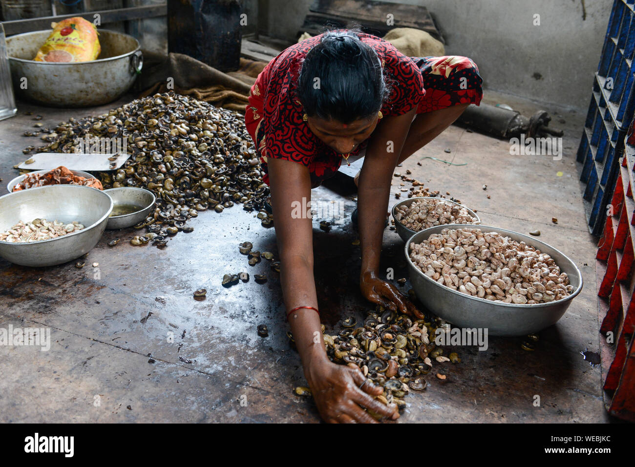 L'INDE, Karnataka, Moodbidri, usine de traitement de noix de cajou, les noix de cajou brutes importées d'Afrique sont transformés en vue de l'exportation, les femmes se fissurer et peel noix brutes Banque D'Images