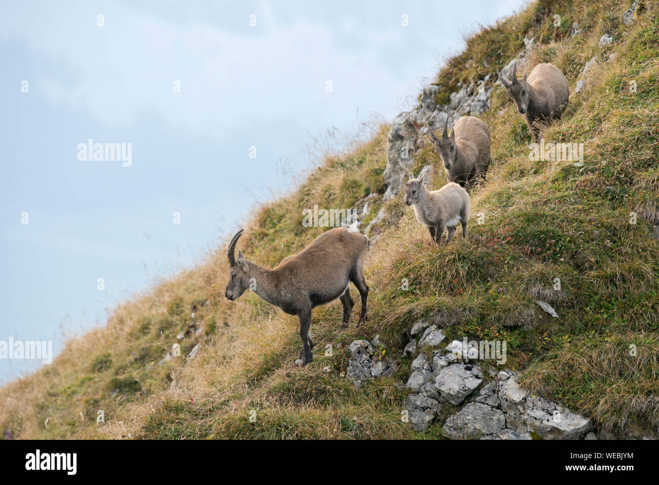 Un groupe de Bouquetin des Alpes / Steinbock / Alpensteinbock ( Capra ibex ) de descendre une colline en direction de la vallée. Banque D'Images