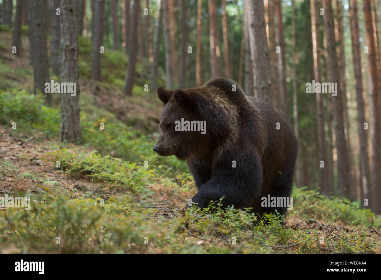 Ours brun européen Europaeischer / Braunbaer ( Ursus arctos ) marche en montée à travers une forêt, en milieu naturel. Banque D'Images