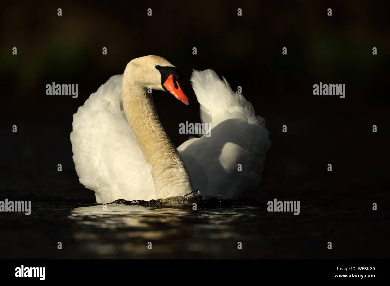 Cygne muet / Hoeckerschwan ( Cygnus olor ) natation, la moitié des ailes ouvertes, élégant, en parfaite lumière, vue frontale, l'arrière-plan. Banque D'Images