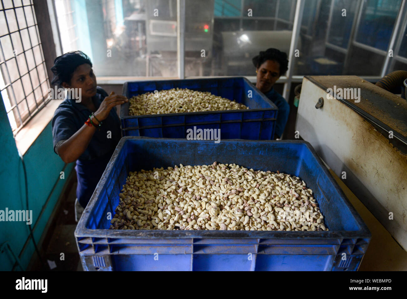 L'INDE, Karnataka, Moodbidri, usine de traitement de noix de cajou, noix de cajou importées d'Afrique sont transformés en vue de l'exportation Banque D'Images