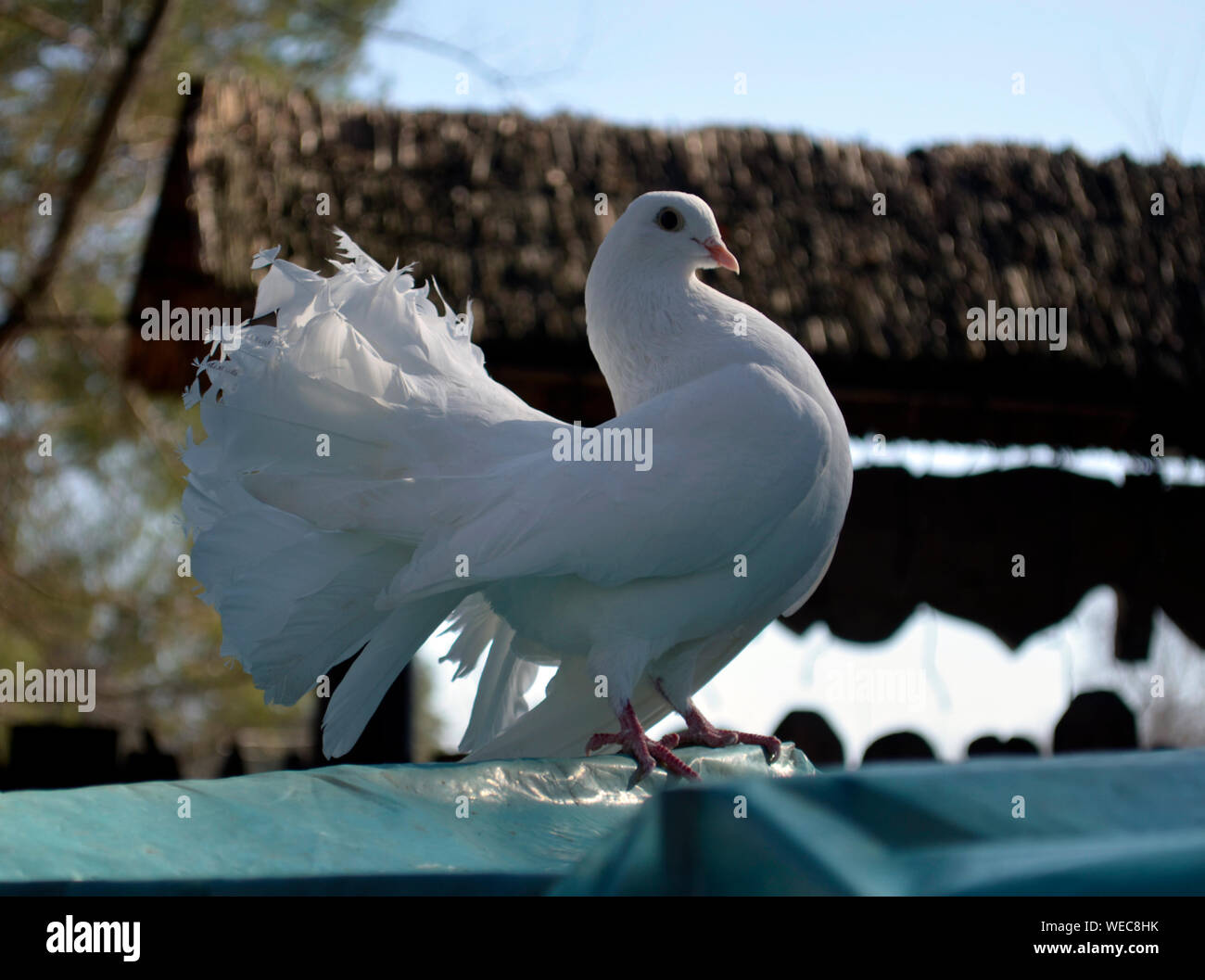 Belle Colombe Blanche Posant Devant La Camera Photo Stock Alamy