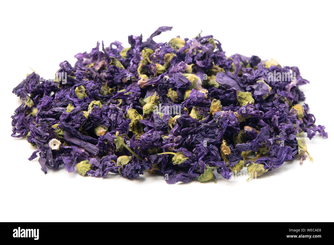 Les fleurs de lavande (Lavandula angustifolia) sur un fond blanc Banque D'Images