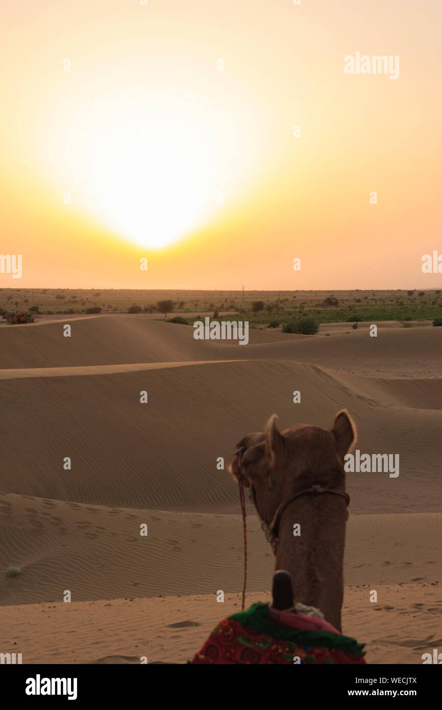 Des chameaux dans le désert de Thar (Jaislamer, Inde) Banque D'Images