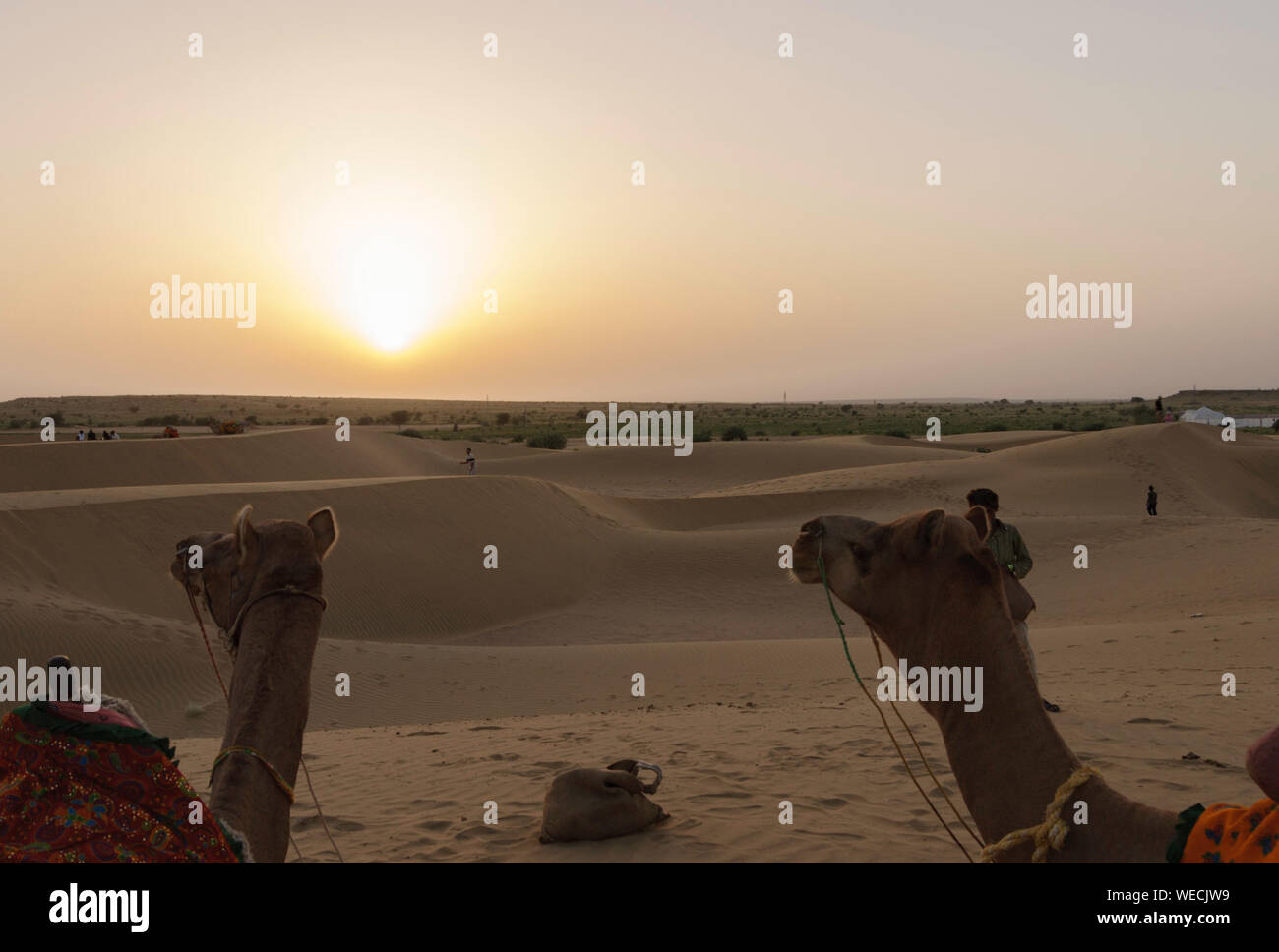 Des chameaux dans le désert de Thar (Jaislamer, Inde) Banque D'Images