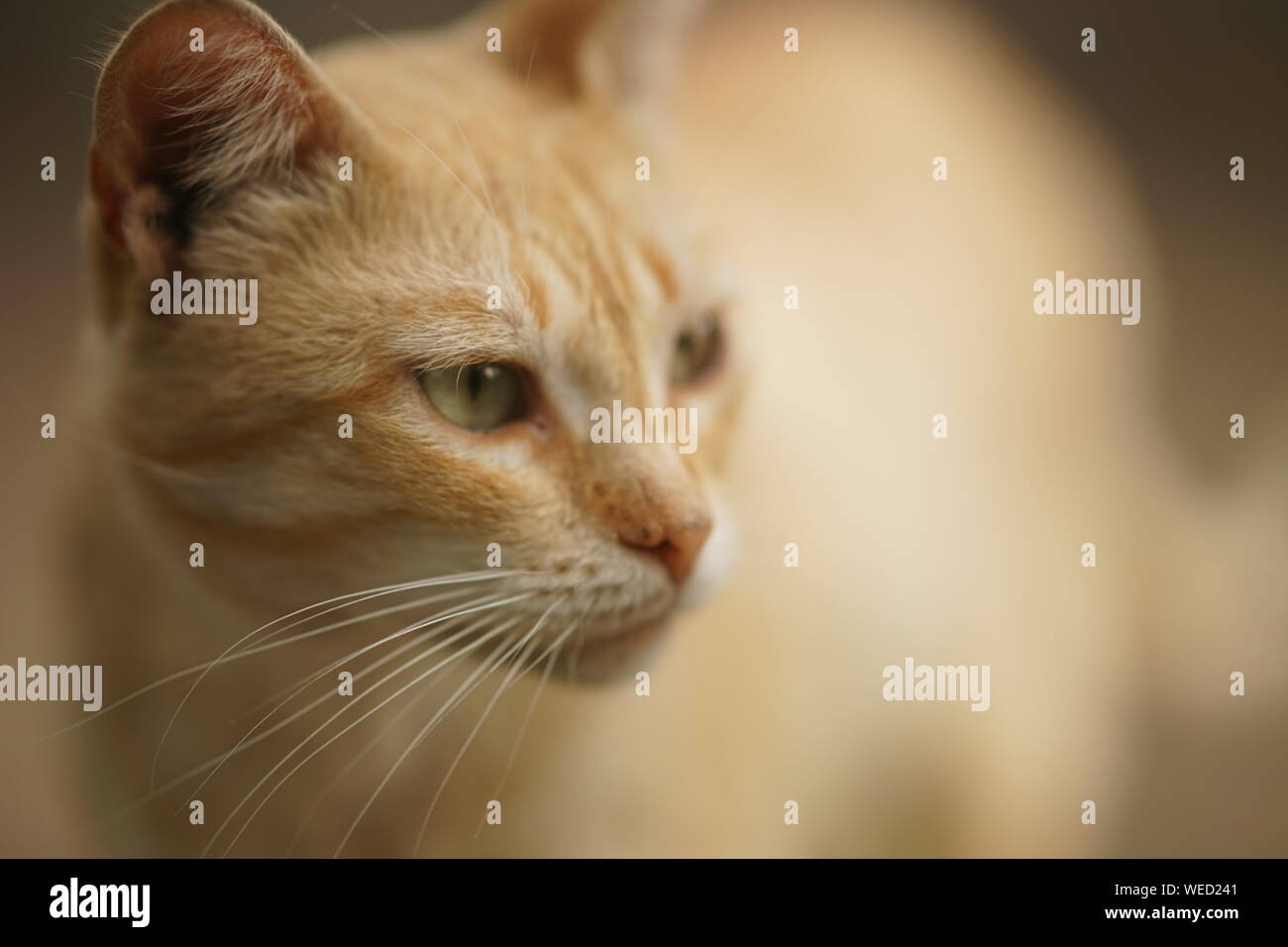 Portrait chat gingembre Nice close up face Banque D'Images