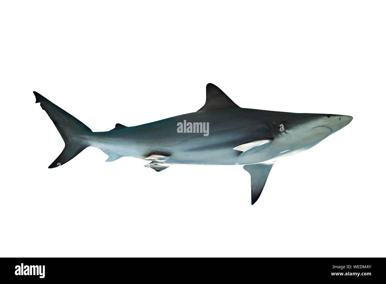 Shark isolé sur fond blanc avec chemin de détourage. Banque D'Images