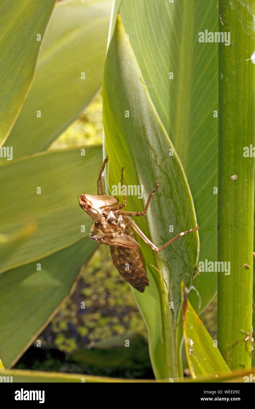 Nymphe de libellule sur un boîtier tige de la plante. Banque D'Images