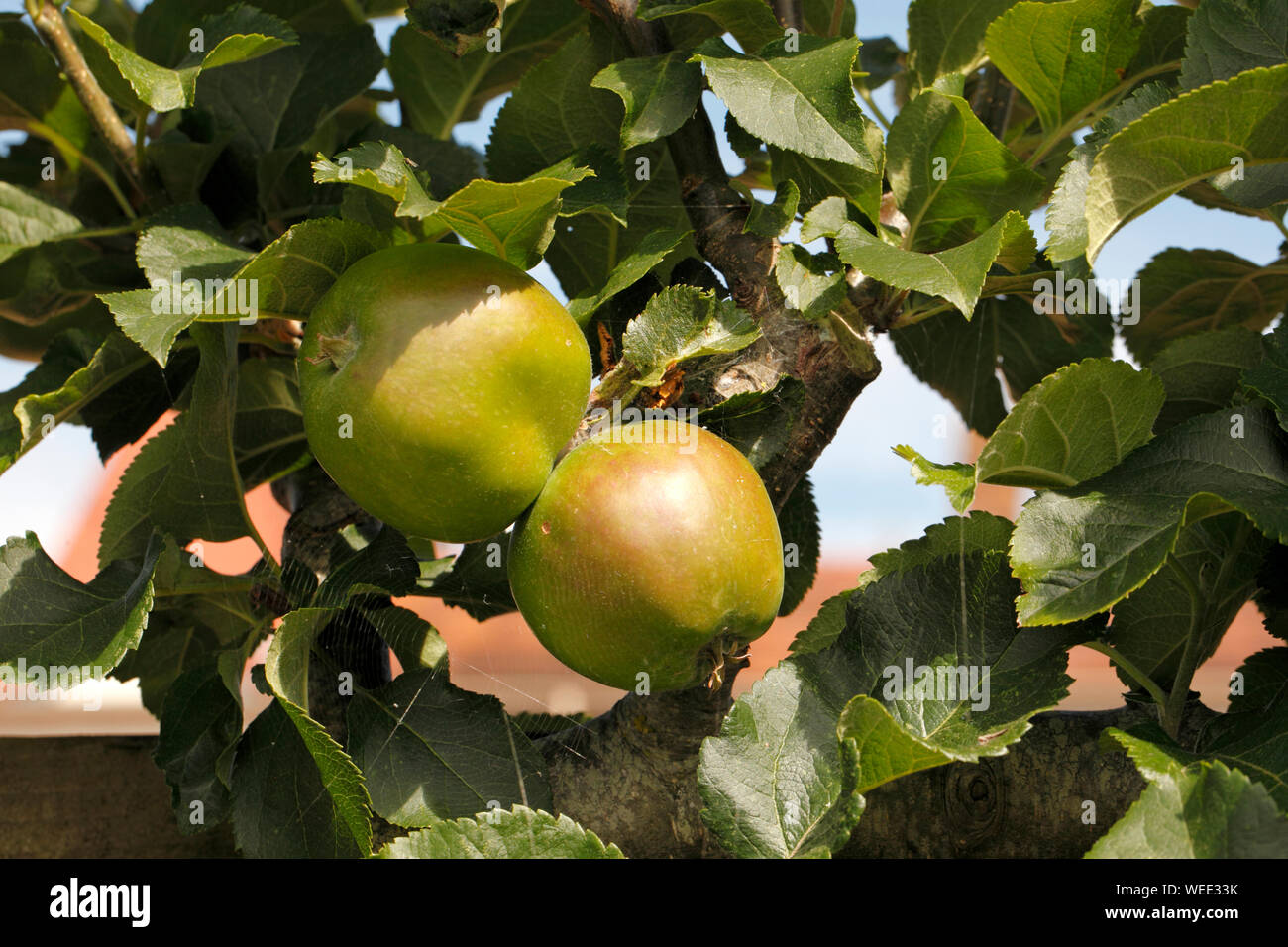 Variété de pomme, Malus 'Annie Elizabeth' Banque D'Images