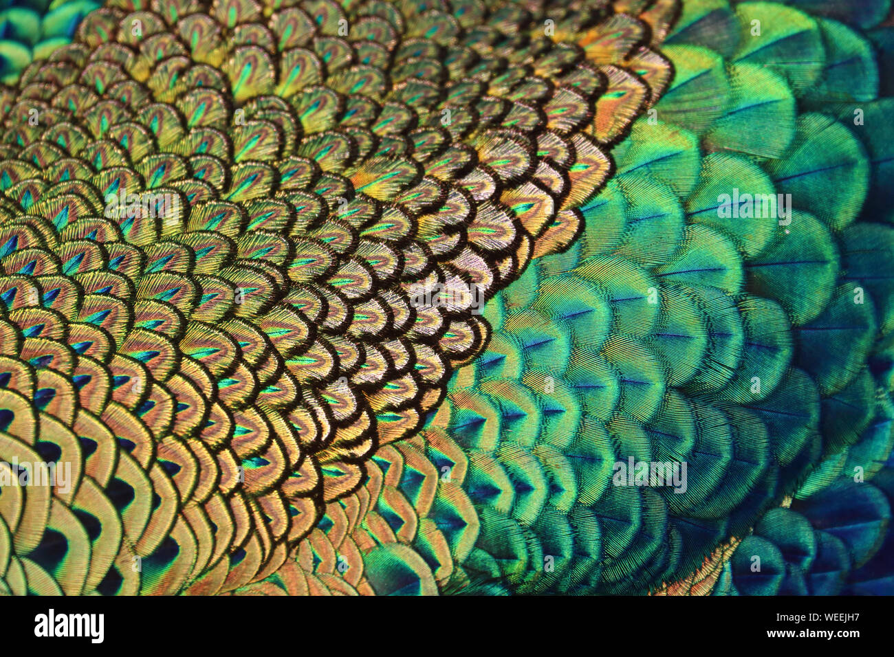 Plumes colorées de paons vert mâle / Peacock (Pavo muticus) Banque D'Images