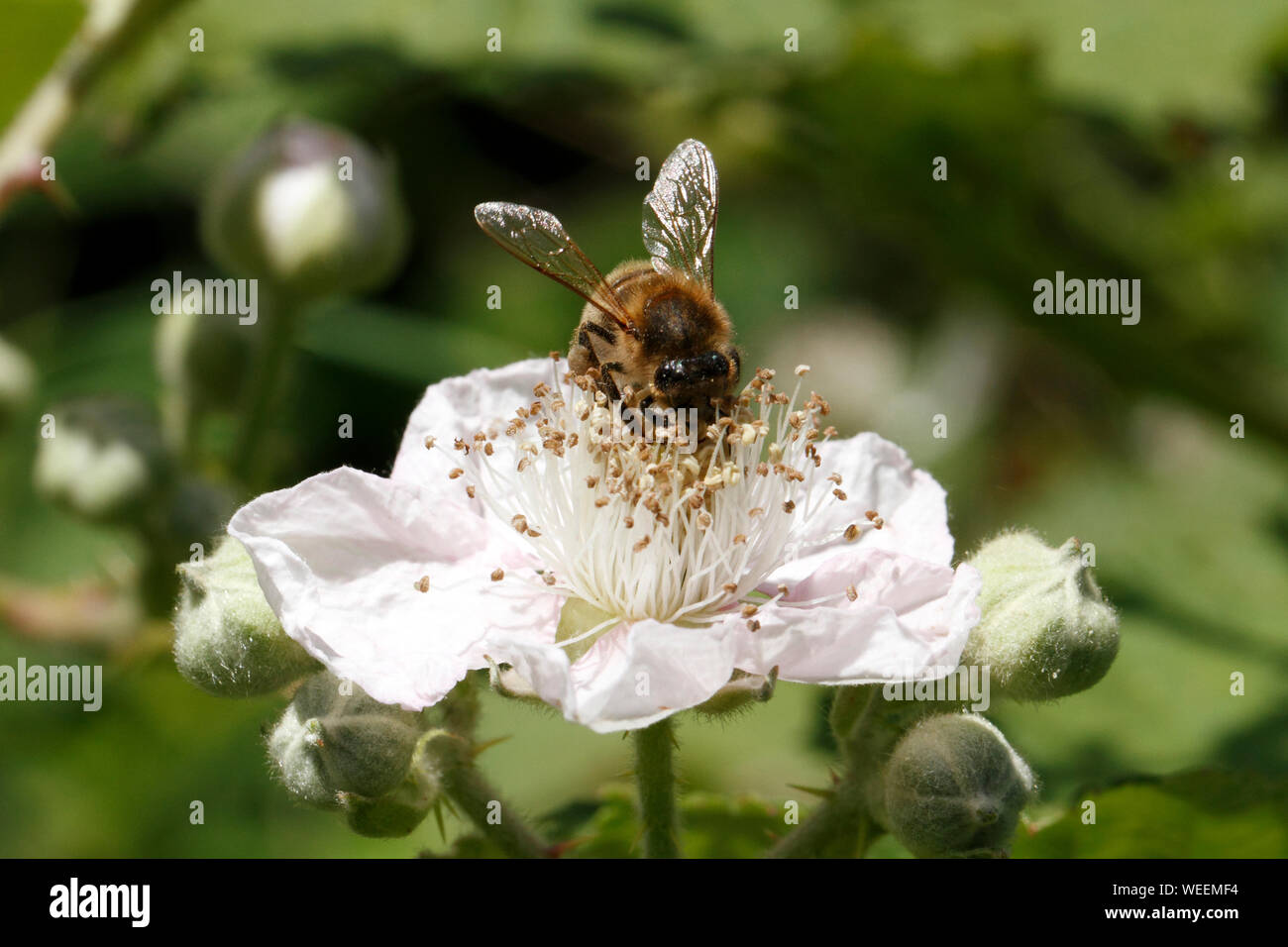 Bramble fleur avec une alimentation de l'abeille du nectar. Banque D'Images