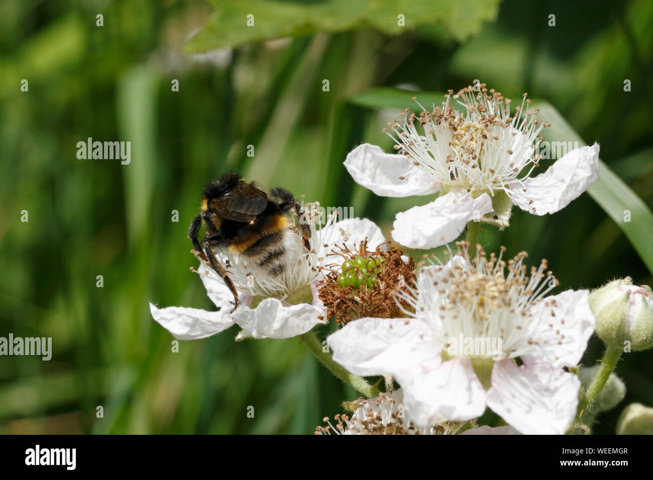Bourdon - Coucou Psithyrus vestalis, homme. Sur Bramble fleurs. Banque D'Images